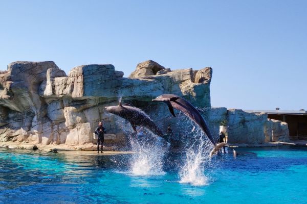 spettacolo dei delfini al parco oltremare di riccione