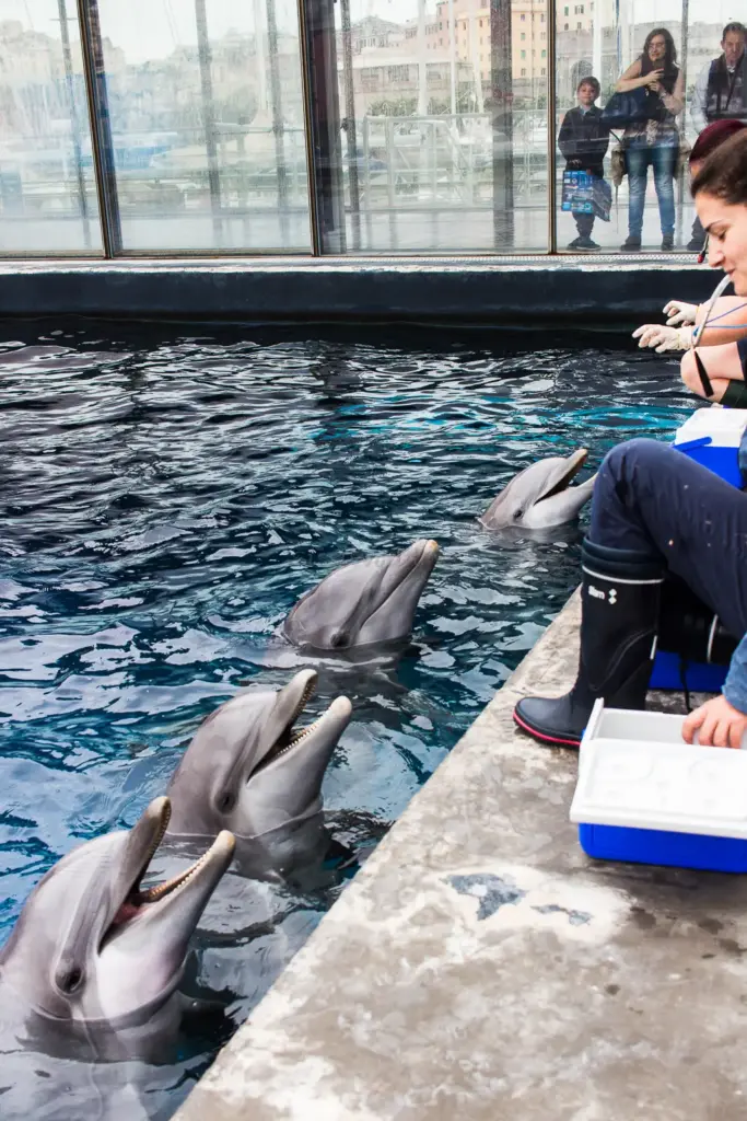 delfini in azione a Cattolica